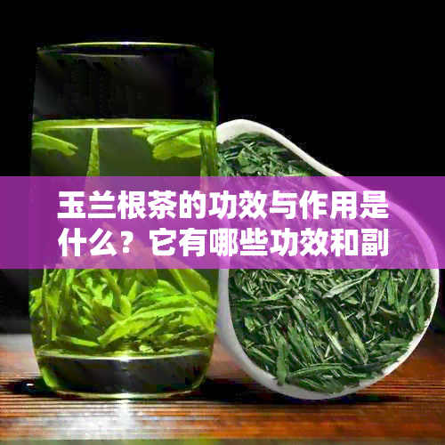 玉兰根茶的功效与作用是什么？它有哪些功效和副作用？它的名又是什么？