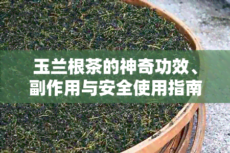 玉兰根茶的神奇功效、副作用与安全使用指南