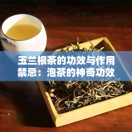 玉兰根茶的功效与作用禁忌：泡茶的神奇功效及需注意的禁忌症