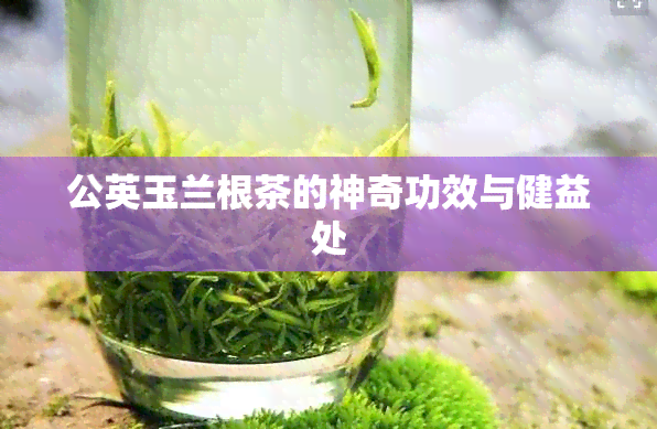 公英玉兰根茶的神奇功效与健益处