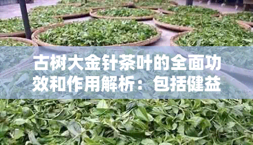 古树大金针茶叶的全面功效和作用解析：包括健益处、用价值及饮用方法