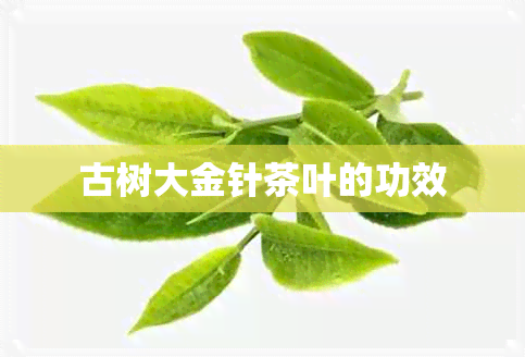 古树大金针茶叶的功效