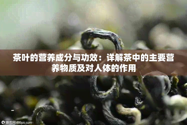 茶叶的营养成分与功效：详解茶中的主要营养物质及对人体的作用