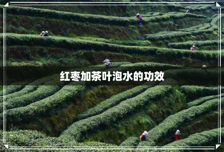 红枣加茶叶泡水的功效