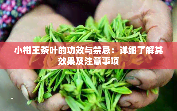 小柑王茶叶的功效与禁忌：详细了解其效果及注意事项