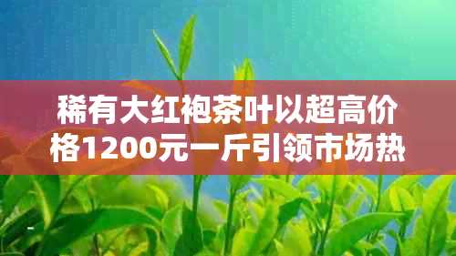 稀有大红袍茶叶以超高价格1200元一斤引领市场热潮，品味非凡的茶艺文化体验