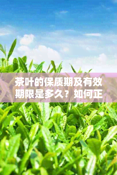 茶叶的保质期及有效期限是多久？如何正确保存茶叶以长保质期？