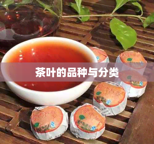 茶叶的品种与分类