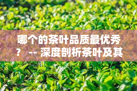 哪个的茶叶品质更优秀？ -- 深度剖析茶叶及其口感特点