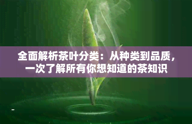 全面解析茶叶分类：从种类到品质，一次了解所有你想知道的茶知识