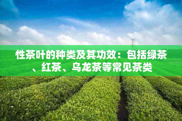 性茶叶的种类及其功效：包括绿茶、红茶、乌龙茶等常见茶类