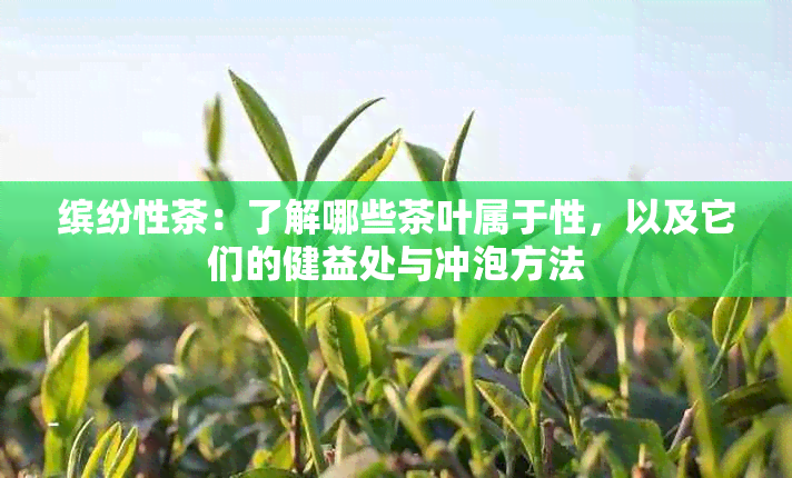 缤纷性茶：了解哪些茶叶属于性，以及它们的健益处与冲泡方法