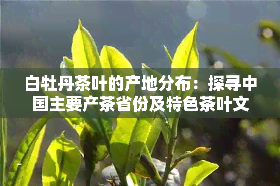 白牡丹茶叶的产地分布：探寻中国主要产茶省份及特色茶叶文化