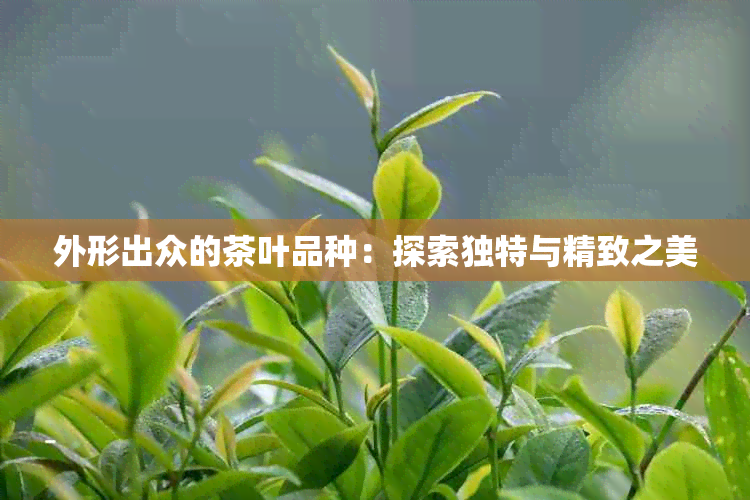 外形出众的茶叶品种：探索独特与精致之美