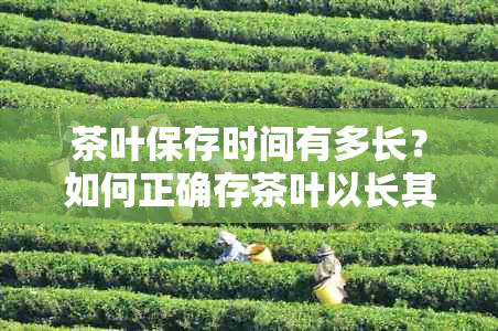 茶叶保存时间有多长？如何正确存茶叶以长其保质期？