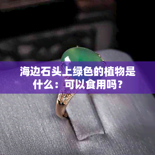 海边石头上绿色的植物是什么：可以食用吗？