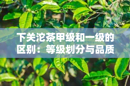 下关沱茶甲级和一级的区别：等级划分与品质差异