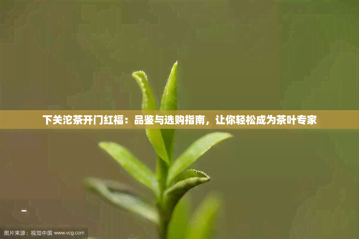 下关沱茶开门红福：品鉴与选购指南，让你轻松成为茶叶专家