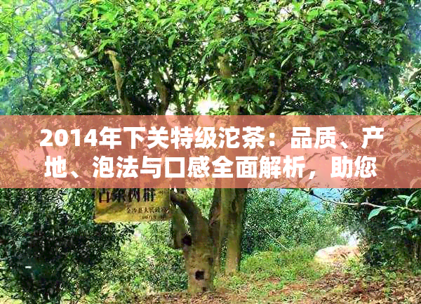 2014年下关特级沱茶：品质、产地、泡法与口感全面解析，助您挑选和品鉴