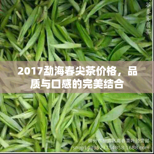 2017勐海春尖茶价格，品质与口感的完美结合