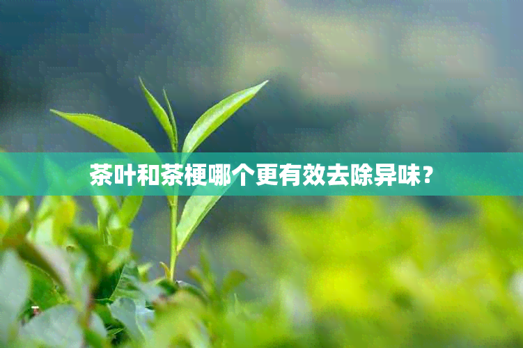 茶叶和茶梗哪个更有效去除异味？