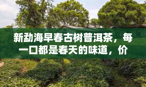 新勐海早春古树普洱茶，每一口都是春天的味道，价格实，品质上乘