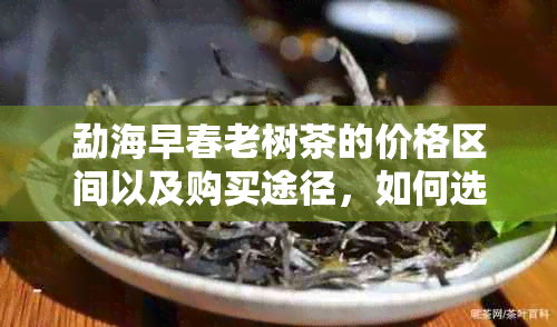 勐海早春老树茶的价格区间以及购买途径，如何选择合适的一盒？