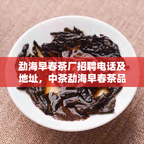 勐海早春茶厂招聘电话及地址，中茶勐海早春茶品质如何？