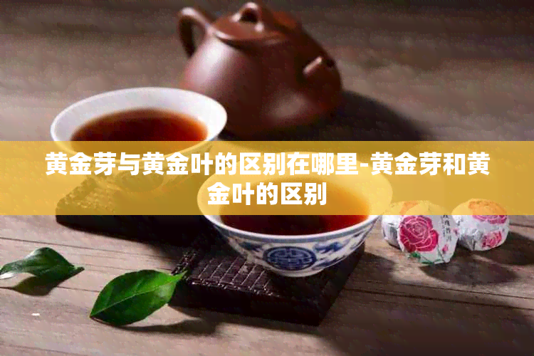 黄金芽与黄金叶的区别在哪里-黄金芽和黄金叶的区别