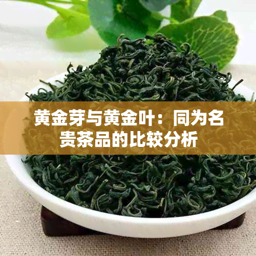 黄金芽与黄金叶：同为名贵茶品的比较分析