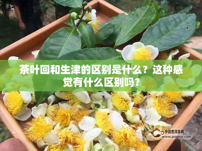 茶叶回和生津的区别是什么？这种感觉有什么区别吗？