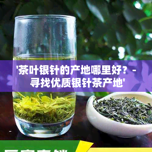 '茶叶银针的产地哪里好？- 寻找优质银针茶产地'