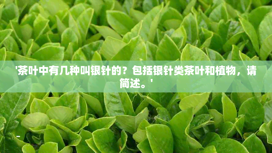 '茶叶中有几种叫银针的？包括银针类茶叶和植物，请简述。'