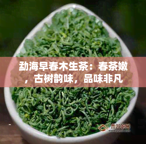 勐海早春木生茶：春茶嫩，古树韵味，品味非凡