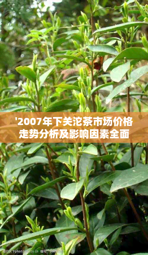 '2007年下关沱茶市场价格走势分析及影响因素全面解析'