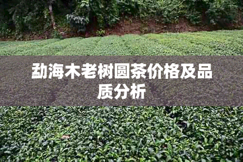 勐海木老树圆茶价格及品质分析