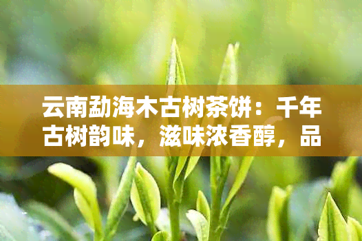 云南勐海木古树茶饼：千年古树韵味，滋味浓香醇，品尝健人生