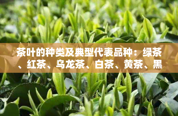 茶叶的种类及典型代表品种：绿茶、红茶、乌龙茶、白茶、黄茶、黑茶。