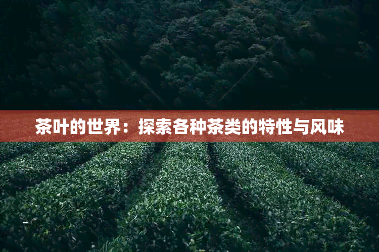 茶叶的世界：探索各种茶类的特性与风味