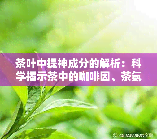 茶叶中提神成分的解析：科学揭示茶中的 *** 、茶氨酸和L-茶氨酸的秘密