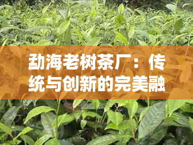 勐海老树茶厂：传统与创新的完美融合