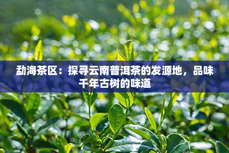 勐海茶区：探寻云南普洱茶的发源地，品味千年古树的味道