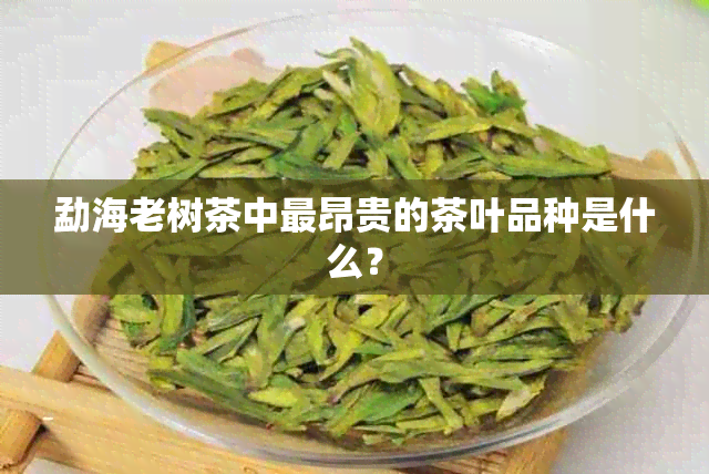 勐海老树茶中最昂贵的茶叶品种是什么？