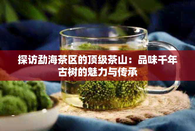 探访勐海茶区的顶级茶山：品味千年古树的魅力与传承