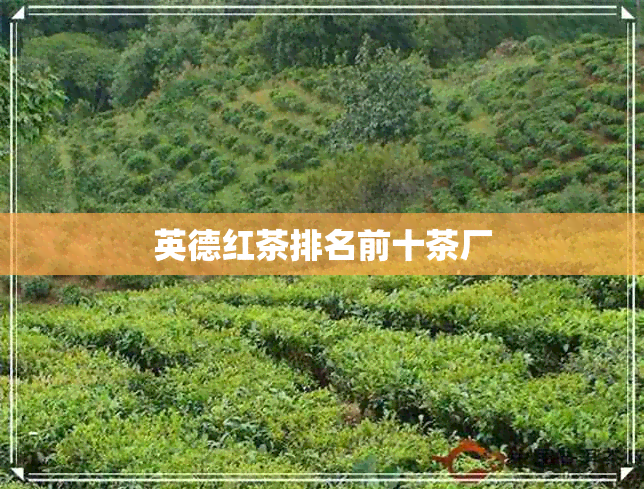 英德红茶排名前十茶厂