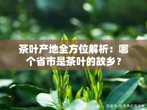 茶叶产地全方位解析：哪个省市是茶叶的故乡？