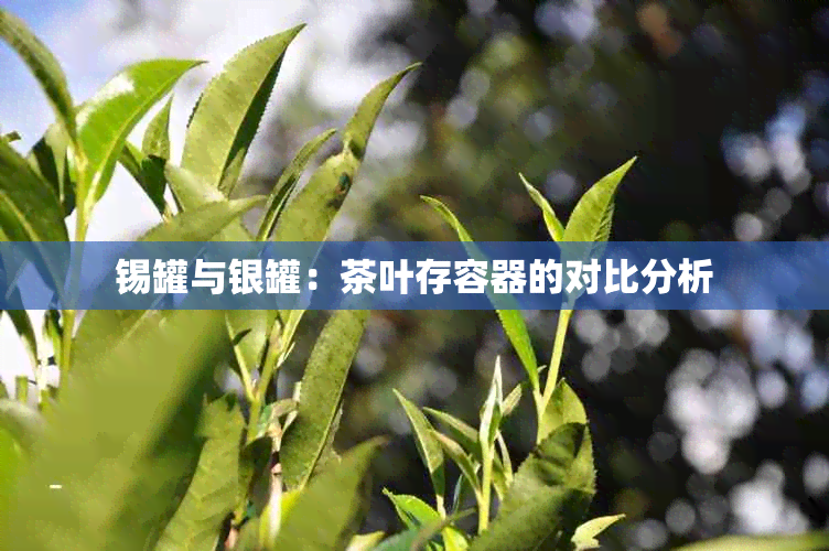 锡罐与银罐：茶叶存容器的对比分析