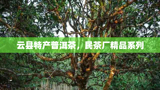 云县特产普洱茶，民茶厂精品系列