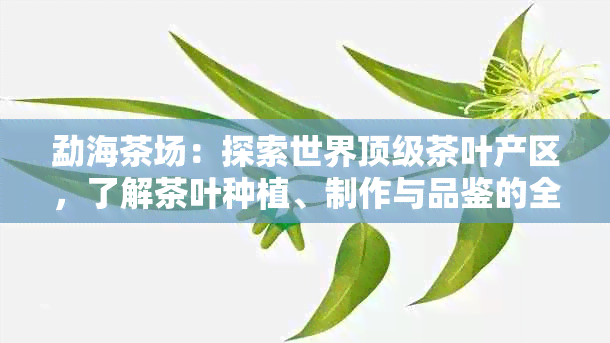 勐海茶场：探索世界顶级茶叶产区，了解茶叶种植、制作与品鉴的全流程