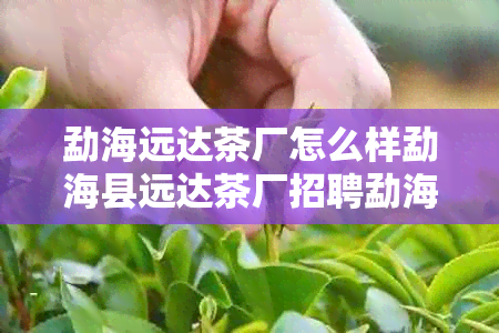 勐海远达茶厂怎么样勐海县远达茶厂招聘勐海远达茶业